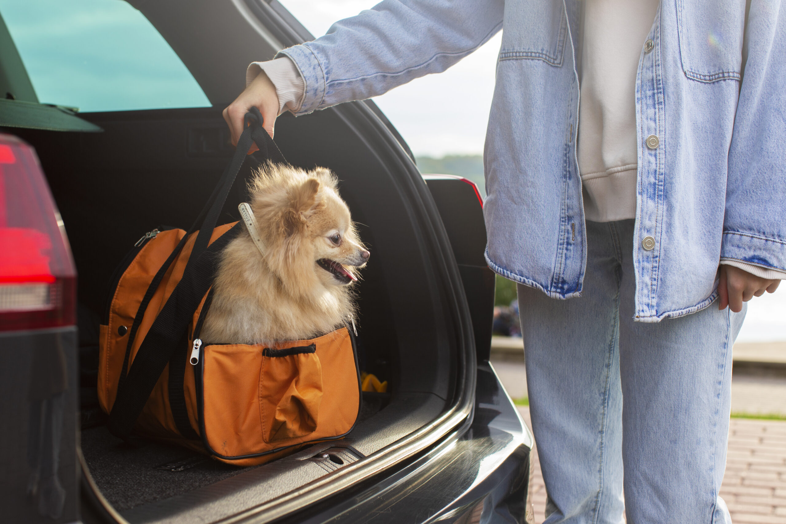 Transportar PET no carro: veja dicas!